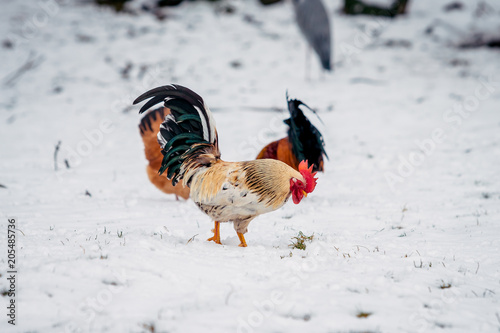 rooster stands on a white snow