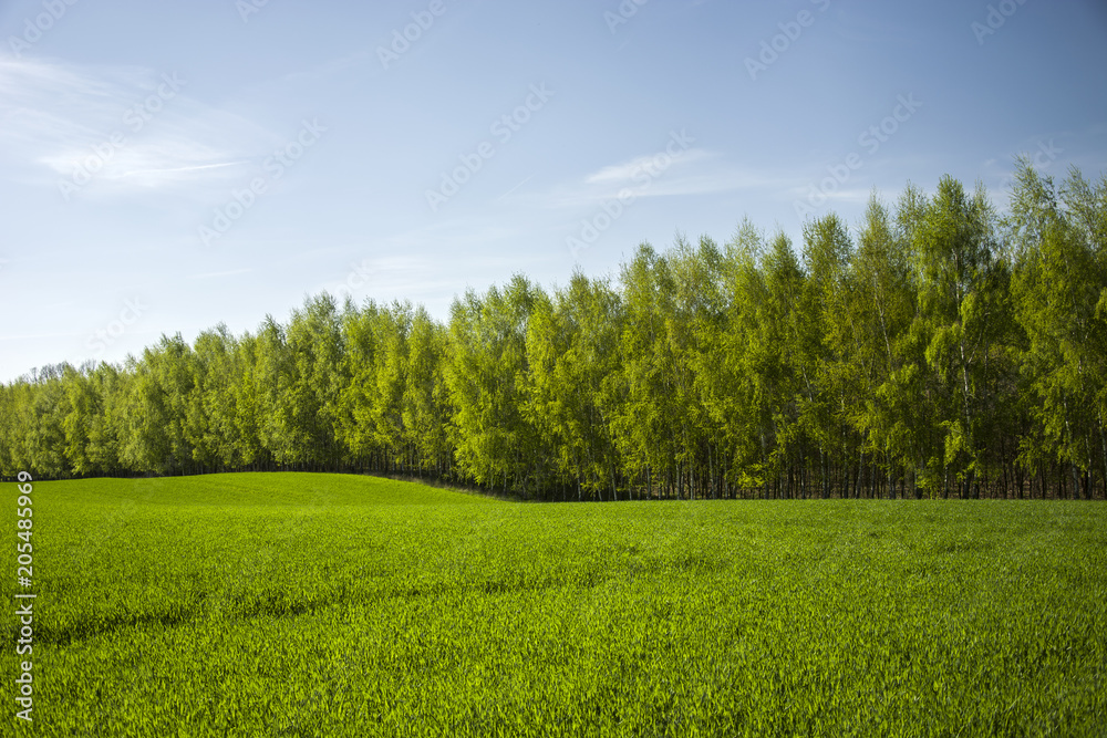 Row of trees behind the green field