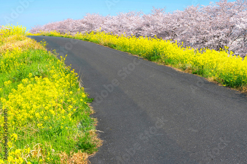 Cherry blossoms and Rapeseed blooms at Kumagaya Arakawa Ryokuchi Park in Saitama,Japan.