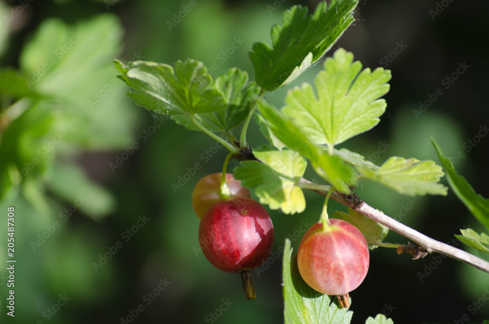Couple of gooseberry beries on the branch Couple of gooseberry beries on the branch