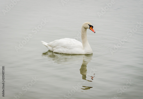 swan in the lake water in its natural environment 