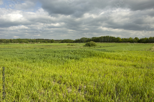 Young green grain  forest and dark cloudy sky