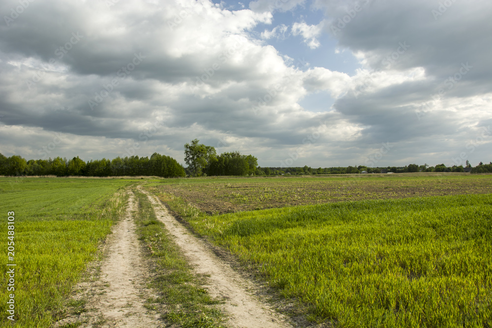 Road through green grain, forest and dark rainy sky