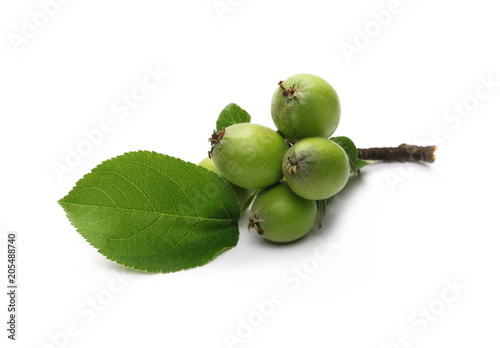 Organic small, green apples with leaves and twig isolated on white background