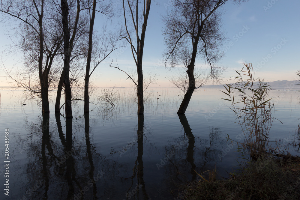 Skeletal trees reflecting on water of Trasimeno lake (Umbria, Italy) Skeletal trees reflecting on water of Trasimeno lake (Umbria, Italy)