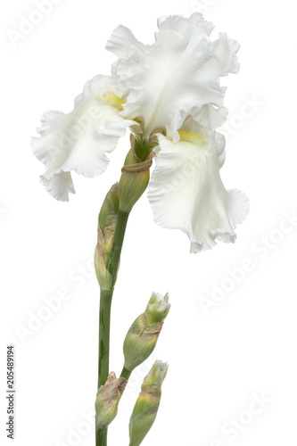 Fototapeta Naklejka Na Ścianę i Meble -  Flower of  white iris close-up, isolated on white background