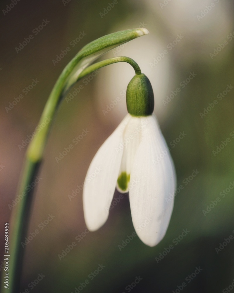 white flower