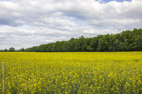 Rape field  forest and cloudy sky