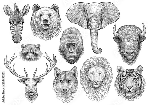 Animal head collection illustration, drawing, engraving, ink, line art, vector
