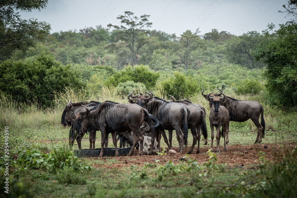 Fototapeta premium Wildebeest