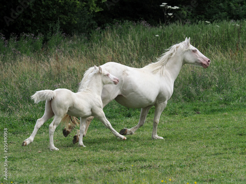 Fototapeta Naklejka Na Ścianę i Meble -  Running Horses