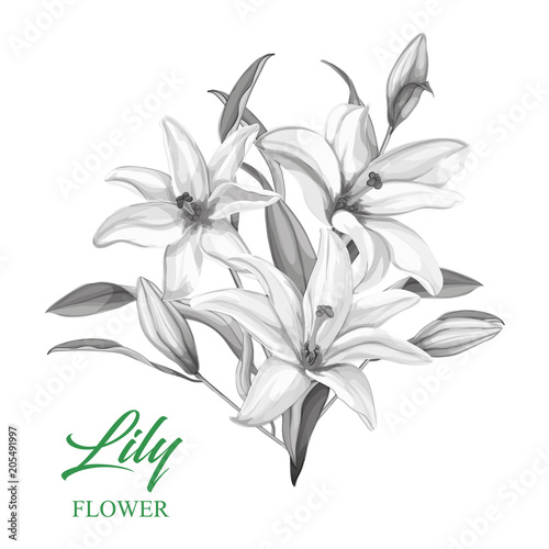 Fototapeta Naklejka Na Ścianę i Meble -  Vector realistic pink lily blossom leaves stem set