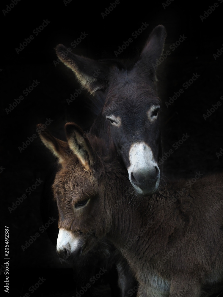 Fototapeta premium Donkey and Foal