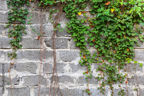 Green ivy plant climb on old white brick wall background.