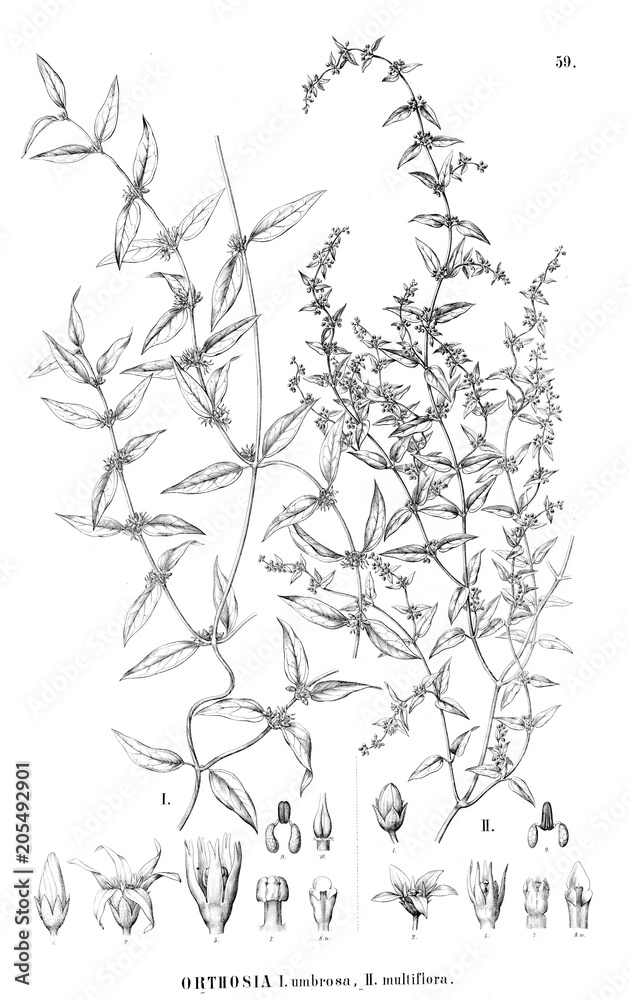 Illustration of plant Illustration of plant