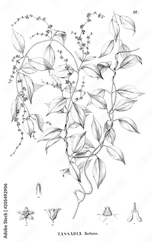 Illustration of plant Illustration of plant