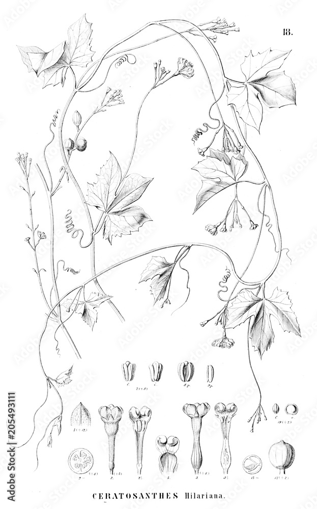 Naklejka premium Illustration of plant