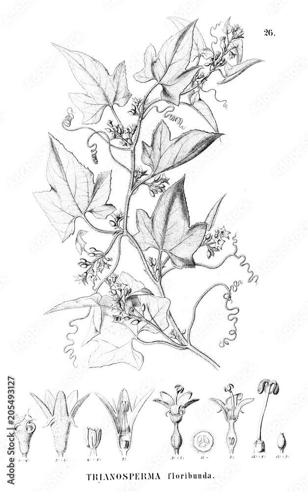 Illustration of plant Illustration of plant