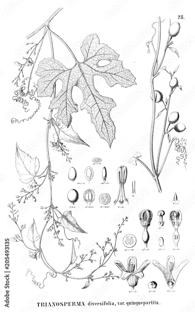 Fototapeta premium Illustration of plant