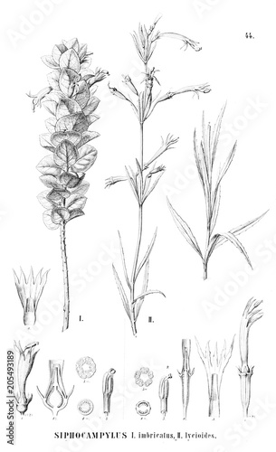 Illustration of plant