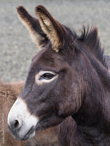 Donkey Headshot © Nigel Baker