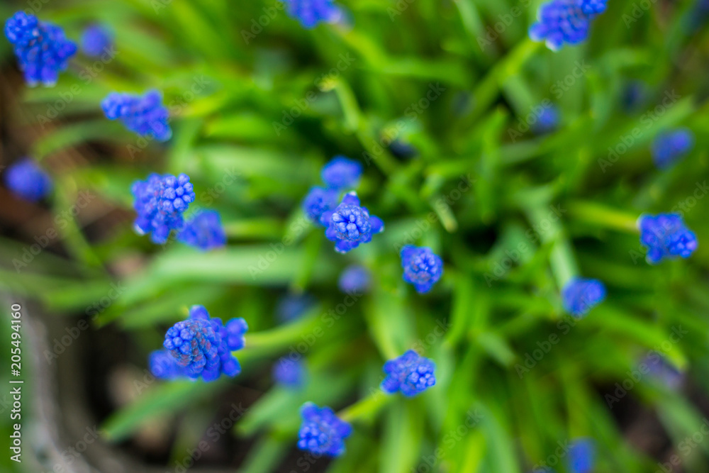 Muscari armeniacum (Blue Grape Hyacinth) blooming in the garden. Selective focus. Shallow depth of field. Muscari armeniacum (Blue Grape Hyacinth) blooming in the garden. Selective focus. Shallow depth of field.