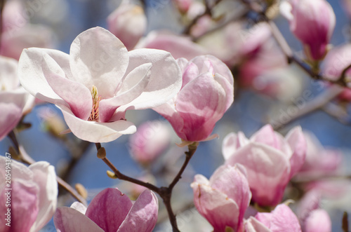 Beautiful magnolia tree blossoms in springtime. Bright magnolia flower against blue sky. Romantic floral background. © Hanna Aibetova