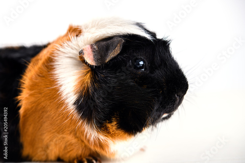 black,white and red guinea pig photo