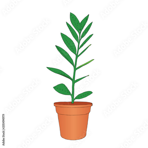 Hand drawn zamioculcas room flower in the pot. Vector illustration.