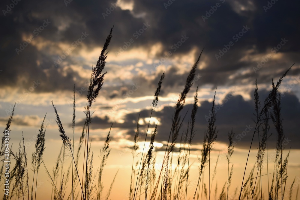 Soft focused blurred nature photography, grass and plants silhouettes with colored sunset sky on the background Soft focused blurred nature photography, grass and plants silhouettes with colored sunset sky on the background