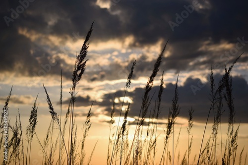 Soft focused blurred nature photography  grass and plants silhouettes with colored sunset sky on the background