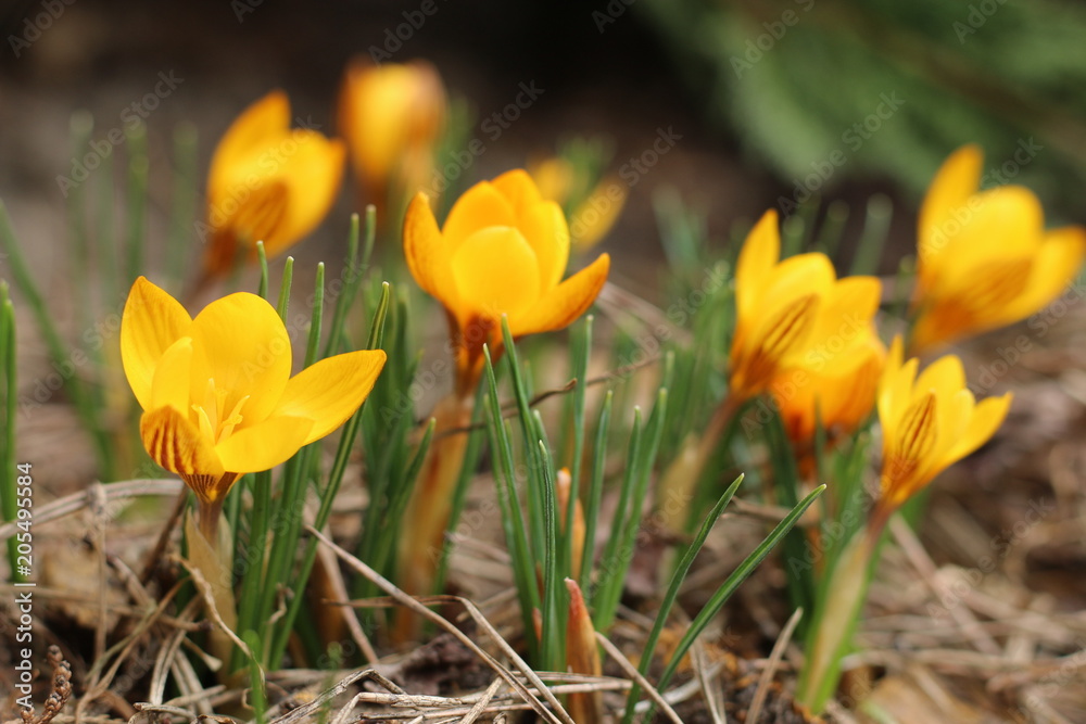 Krokus Krokus