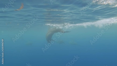 A Playful Pod Of Spinner Dolphins Swimming Near The Surface Underwater In The Maldives.