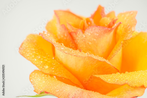 Wallpaper Mural Orange rose with water drops Torontodigital.ca