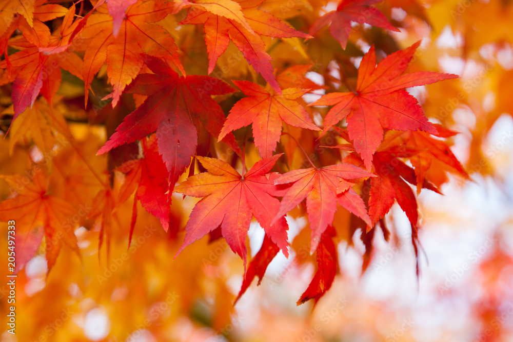 Red and Orange Autumn Fall Leaves in Lithgow New South Wales on 15th May 2015 Red and Orange Autumn Fall Leaves in Lithgow New South Wales on 15th May 2015