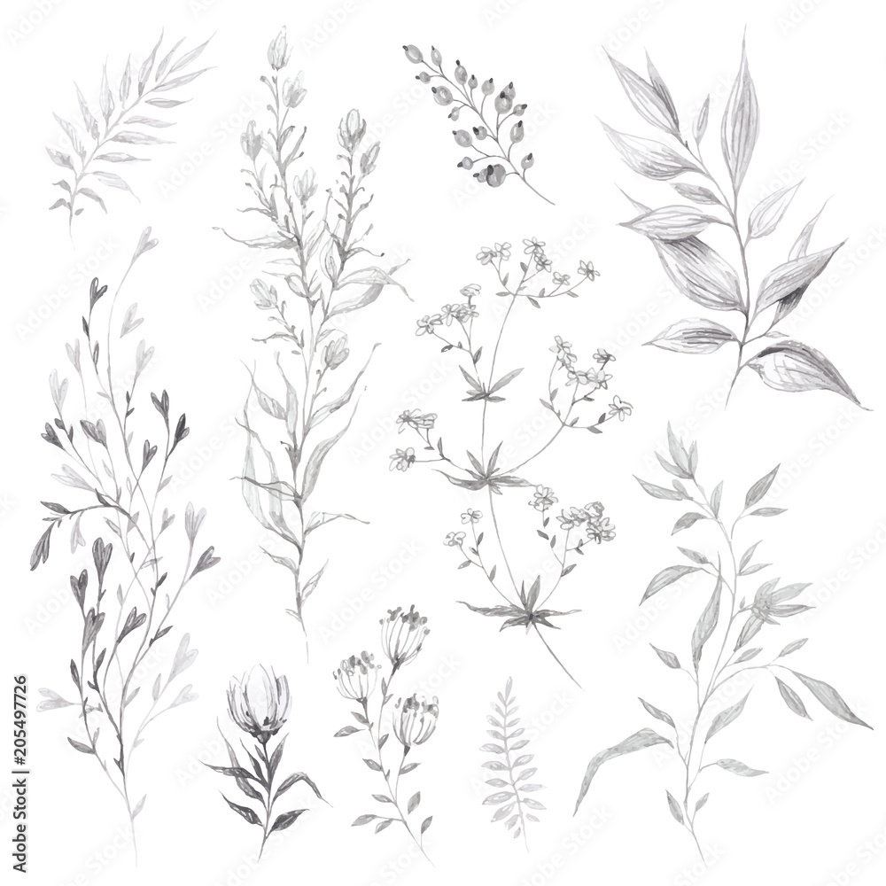 Wild flowers and herbs pencil sketch Wild flowers and herbs pencil sketch