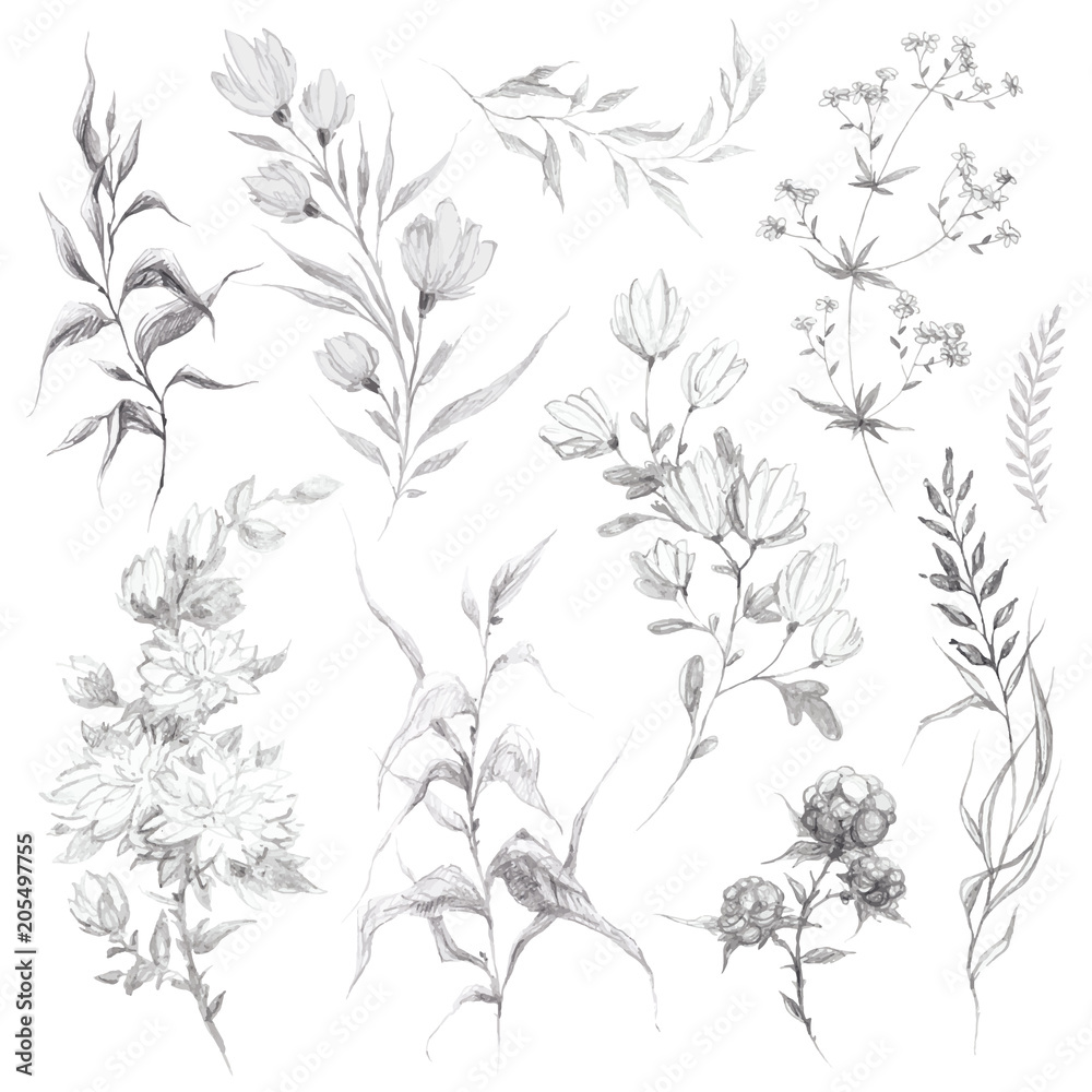 Wild flowers and herbs pencil sketch Wild flowers and herbs pencil sketch