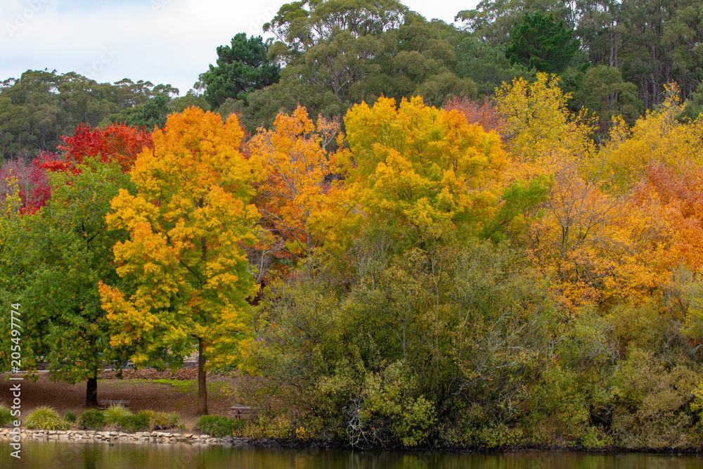 The autumn fall colours at mount lofty south australia on 17th May 2018