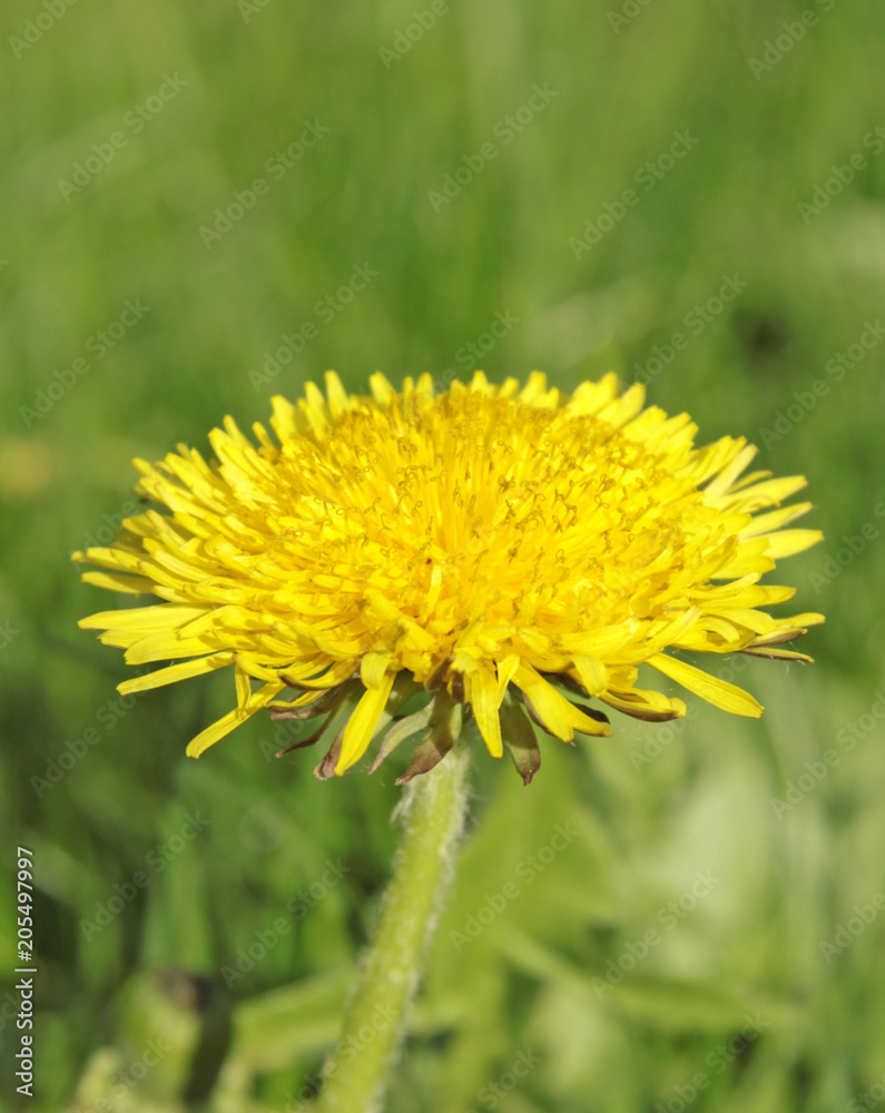 Naklejka premium dandelion against a background of green grass