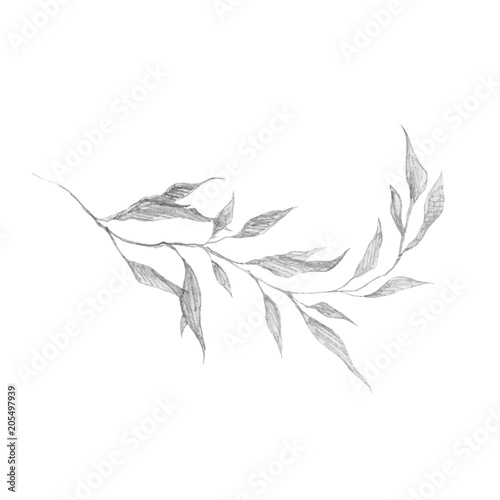 Wild herb branch pencil drawing