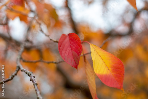 Red and Orange Autumn leaves with blurred background at Mount lofty south australia on 17th May 2018