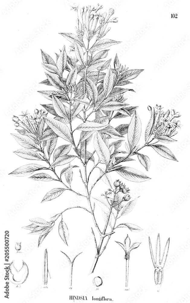Illustration of plant Illustration of plant