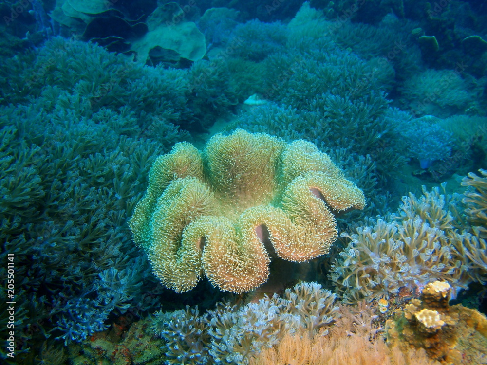 Obraz premium Soft coral