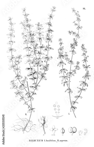 Illustration of plant