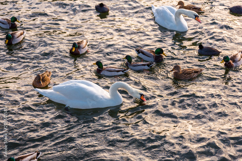 ducks and swans in river  