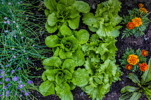 Fototapeta Naklejka Na Ścianę i Meble -  The young lettuce and vegetable seedling in the garden. 