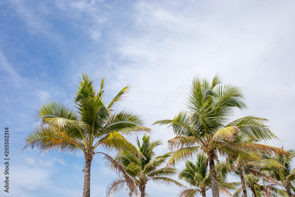 Coconut or palm tree with blue sky and clouds on the background.