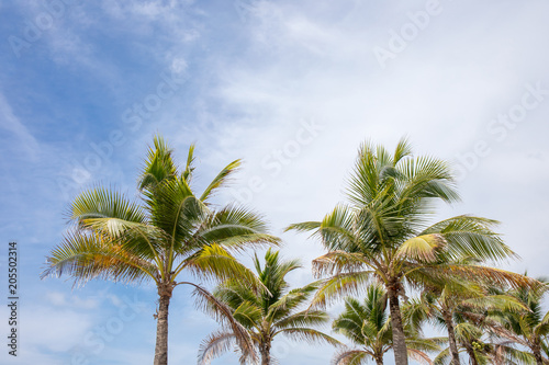Coconut or palm tree with blue sky and clouds on the background.