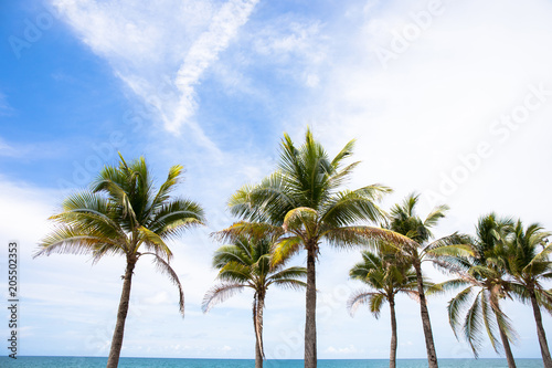 Coconut or palm tree near sea beach or ocean with blue sky and clouds on the background. © Phongsak