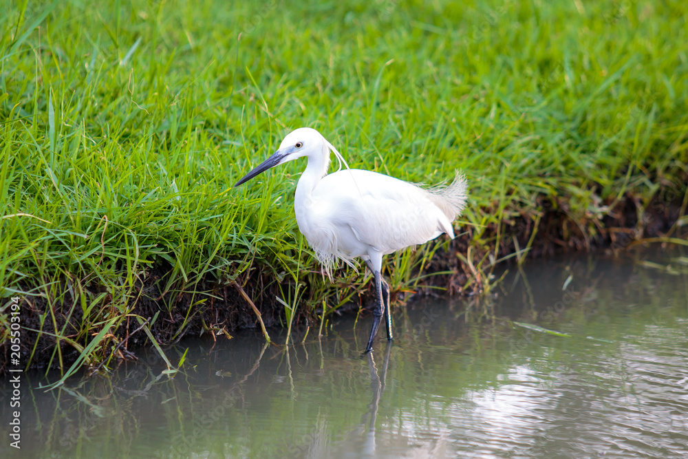 White egret bird walking in the lake water. White egret bird walking in the lake water.